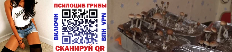 blacksprut ССЫЛКА  Болотное  Псилоцибиновые грибы Cubensis 